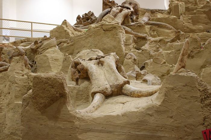 Image of the Mammoth Site Hot Springs SD