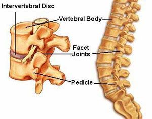 Intervertebral disc anatomy showing bulging and herniated disc in the spine