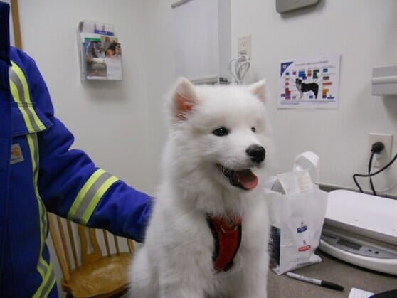 Ecko Rutjes — Animal Hospital in Yankton, SD Ecko Rutjes — Animal Hospital in Yankton, SD