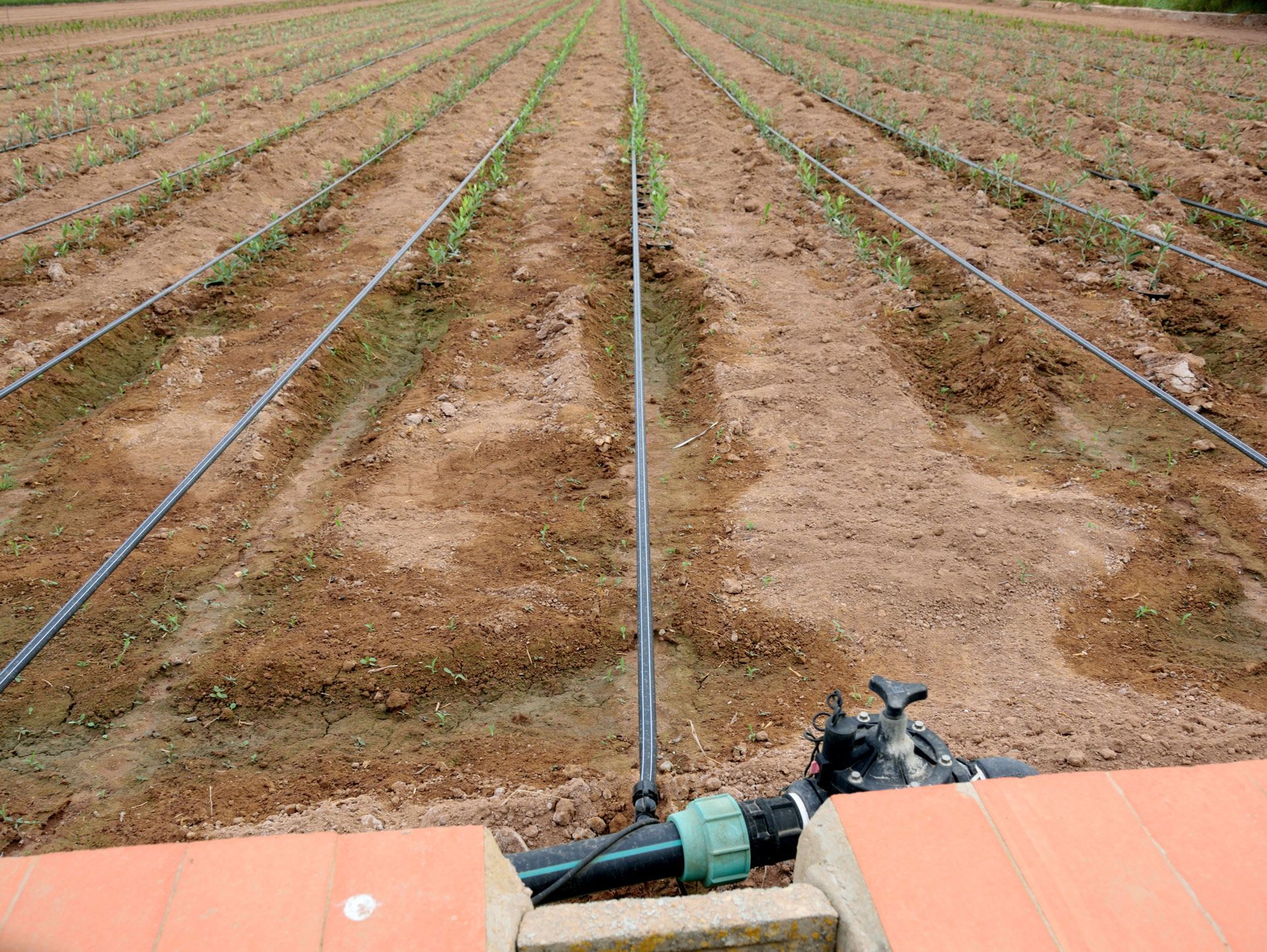 Drip Irrigation System — Port Charlotte, FL — American Irrigation Drip Irrigation System — Port Charlotte, FL — American Irrigation