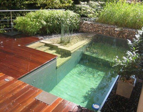 Beautiful Swimming Pool - Buford, GA - ClearVision Natural Pools