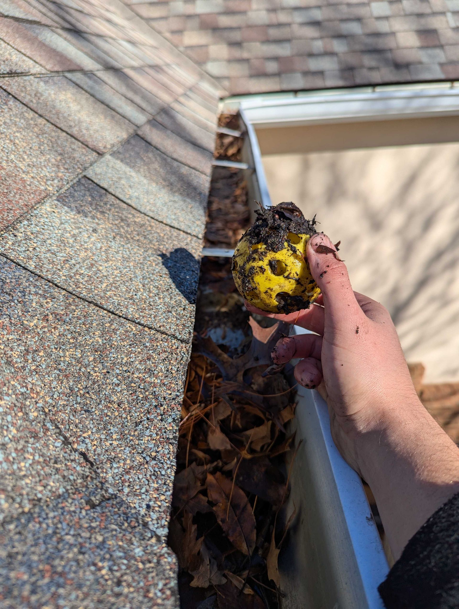 Hand holding a yellow tennis ball covered in debris, in a gutter filled with leaves.