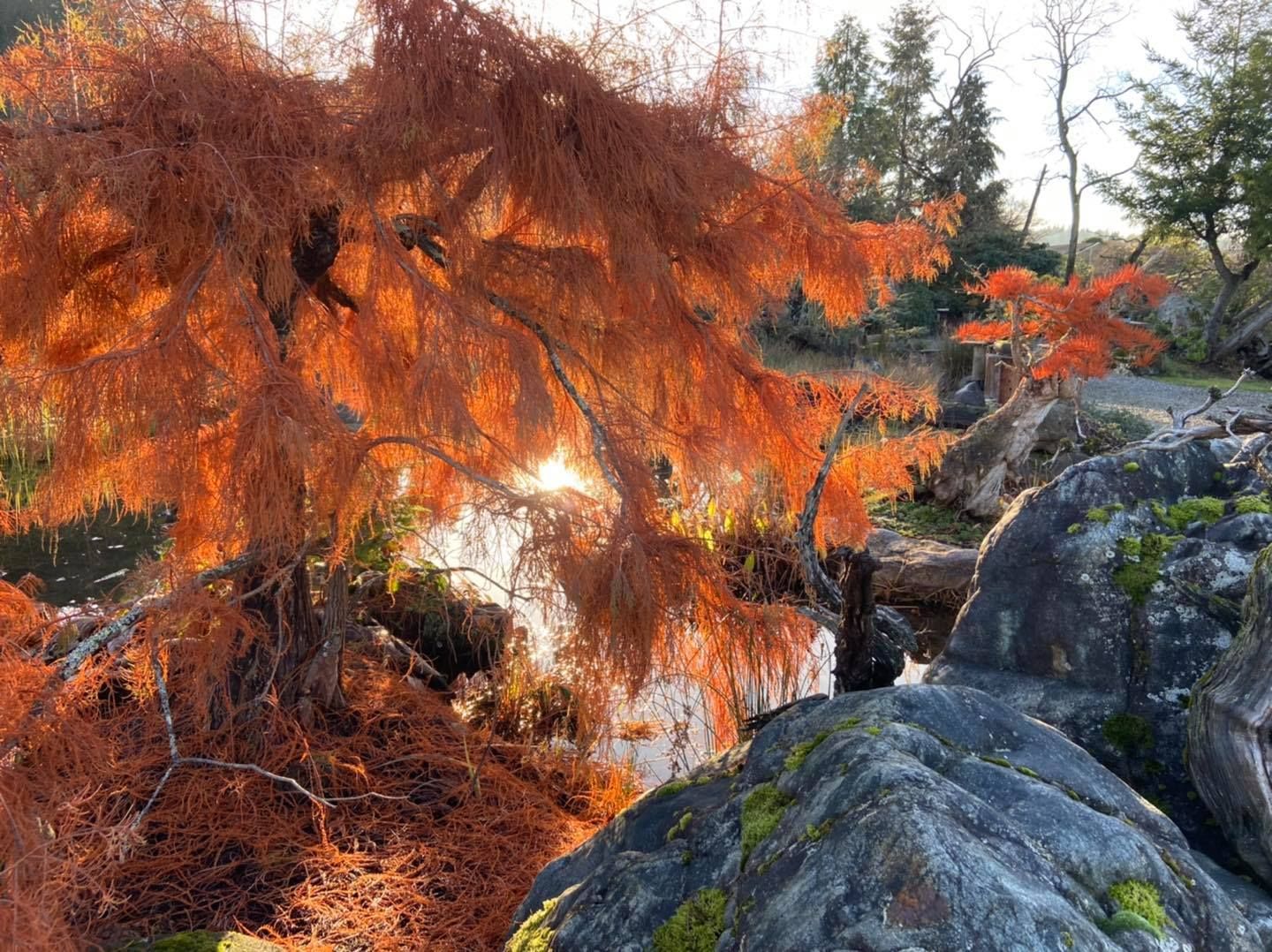 Orange autumn tree over rocky stream with sunlight shining through the branches
