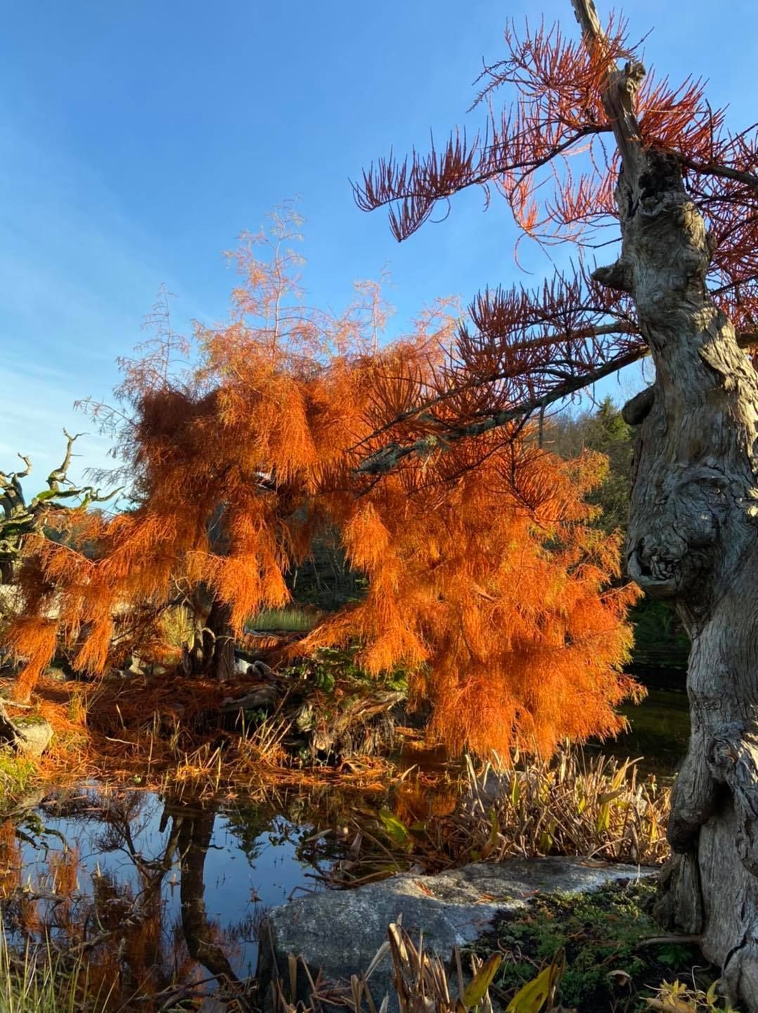 Autumn tree with vivid orange foliage beside calm water under a blue sky