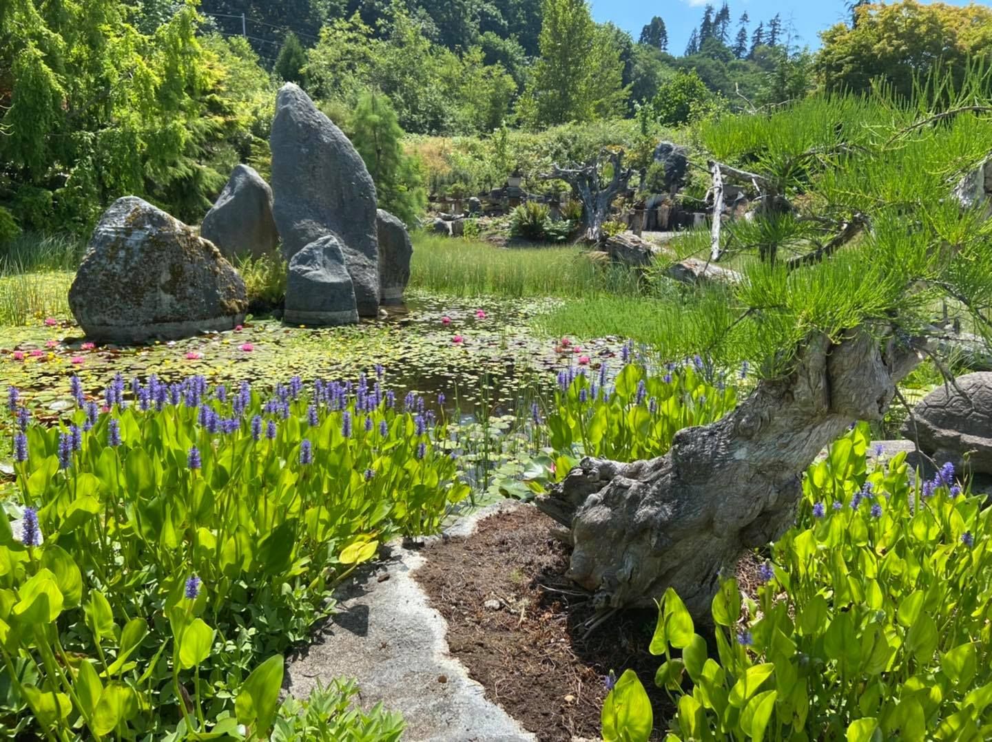 Rock garden with purple flowers, green plants, and a winding stone path in bright sunlight