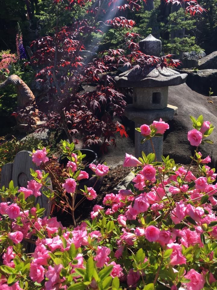 Pink flowers bloom in a garden beside a stone lantern and red-leaf shrubs.