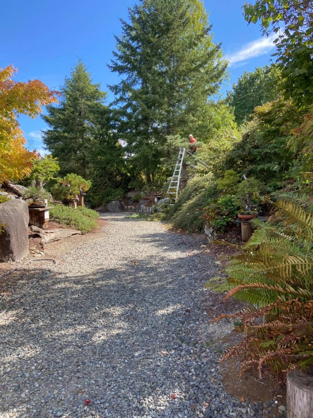 Gravel garden path bordered by lush greenery and rocks, with a ladder leaning against a tall tree under blue sky