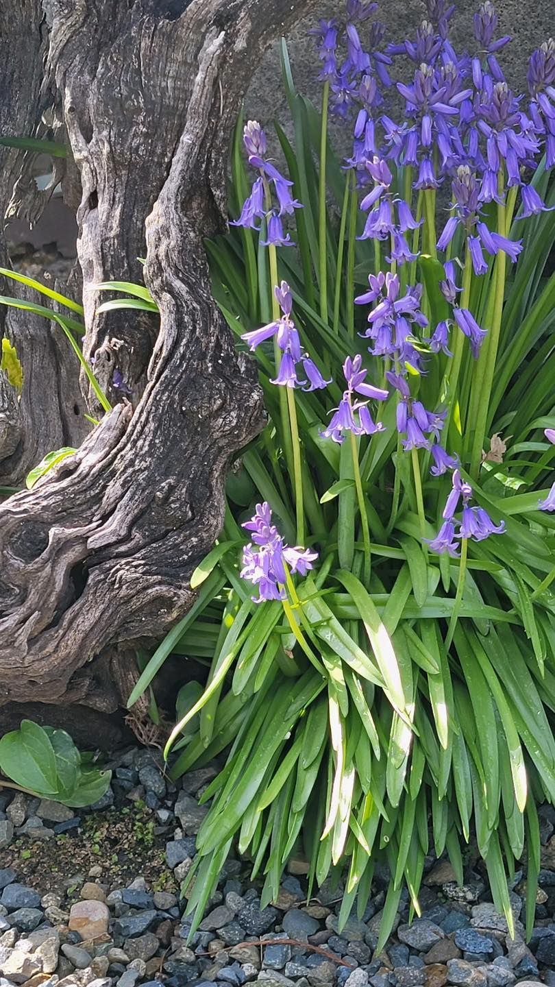 Purple flowers growing beside a gnarled tree trunk in a garden bed