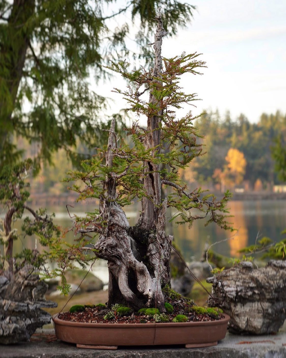 Bonsai tree in a shallow pot by a lakeside, with blurred forest and water in the background