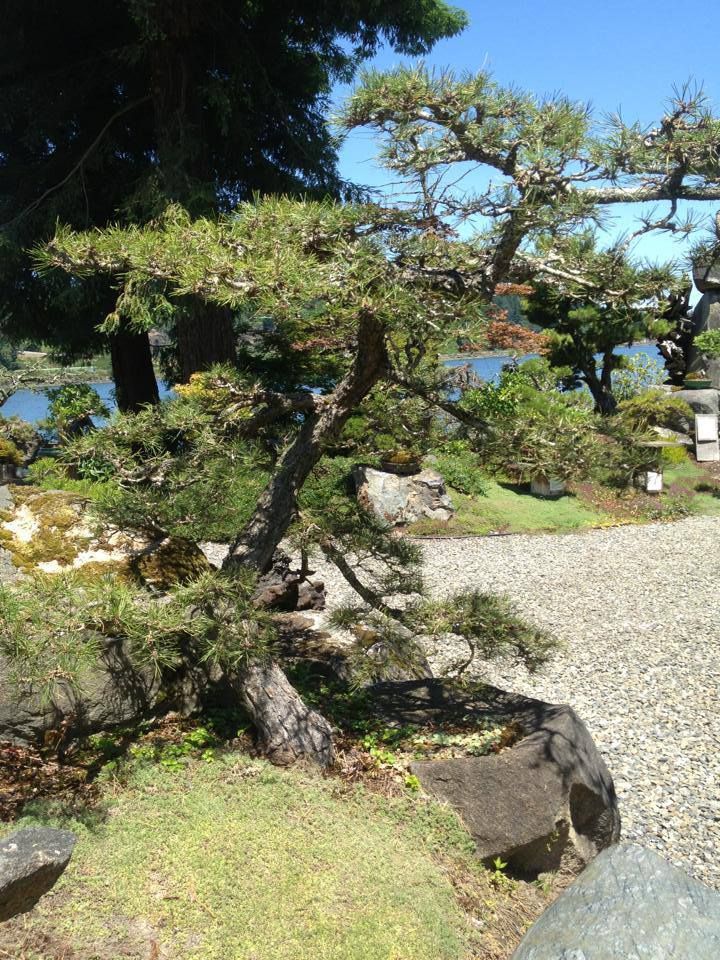 Sunny garden with sculpted trees, rocks, and a gravel path beside a blue water view