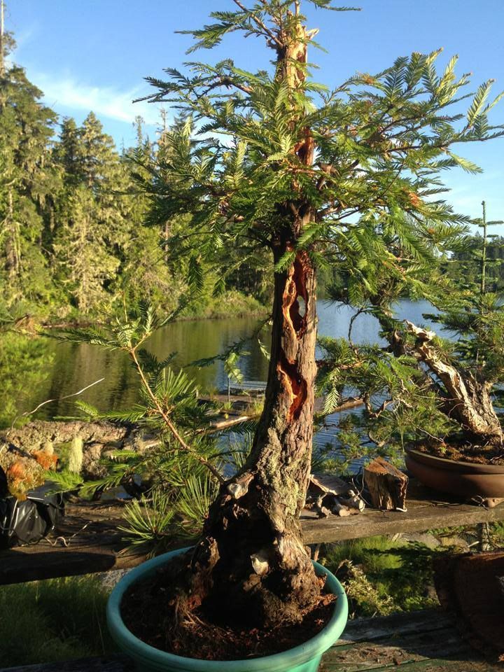 Potted bonsai tree with gnarled trunk beside a pond in a sunny garden