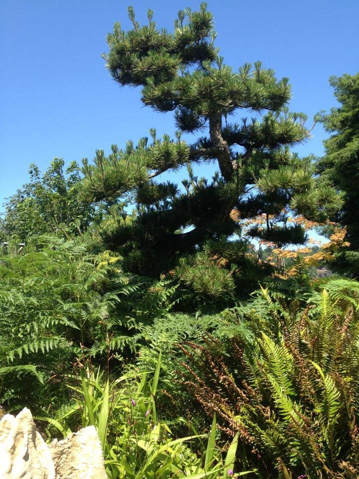 Tall, windswept evergreen tree above dense green shrubs under a clear blue sky