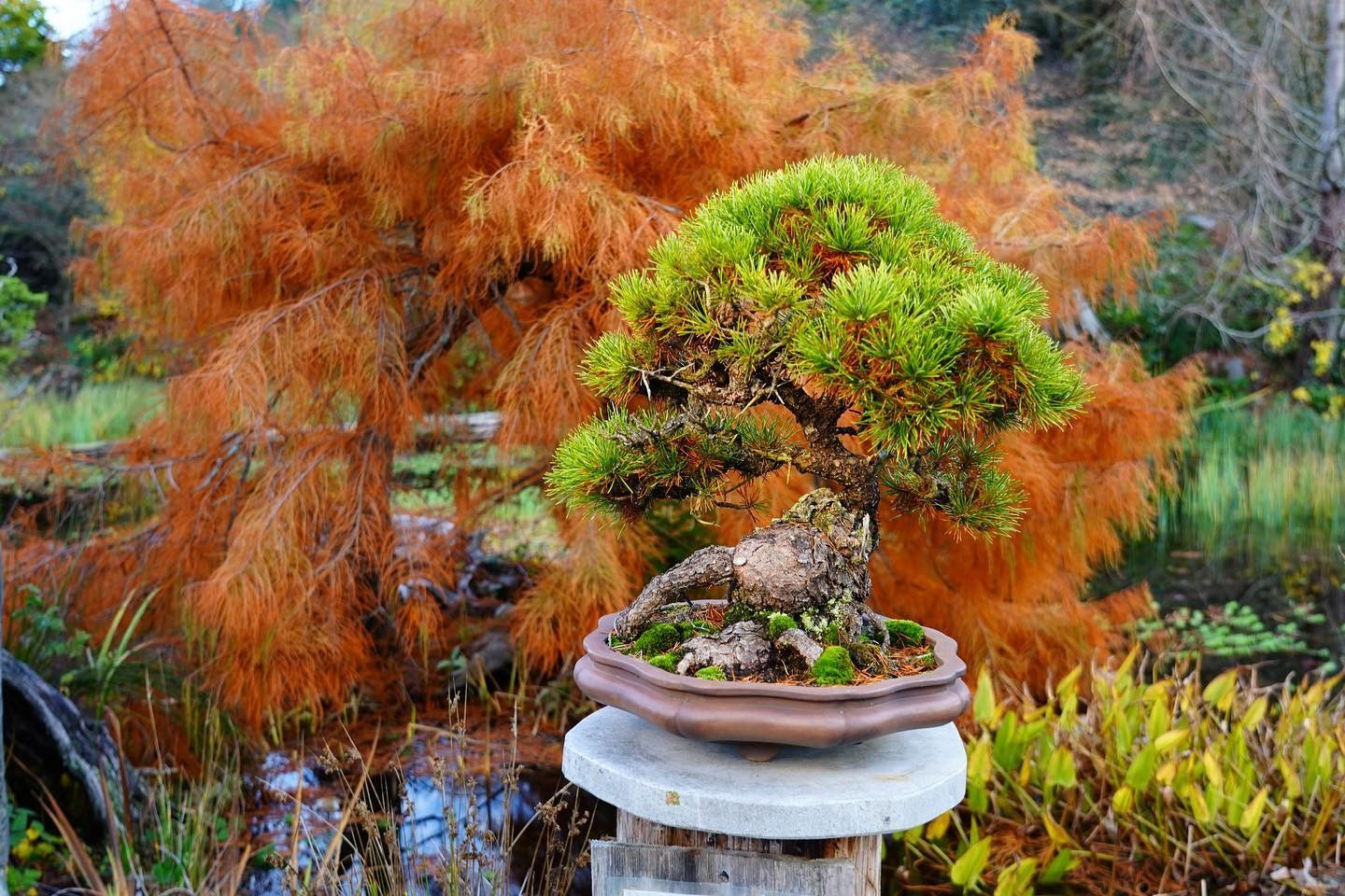 Potted bonsai with bright green foliage on a pedestal, set before orange autumn trees and a pond