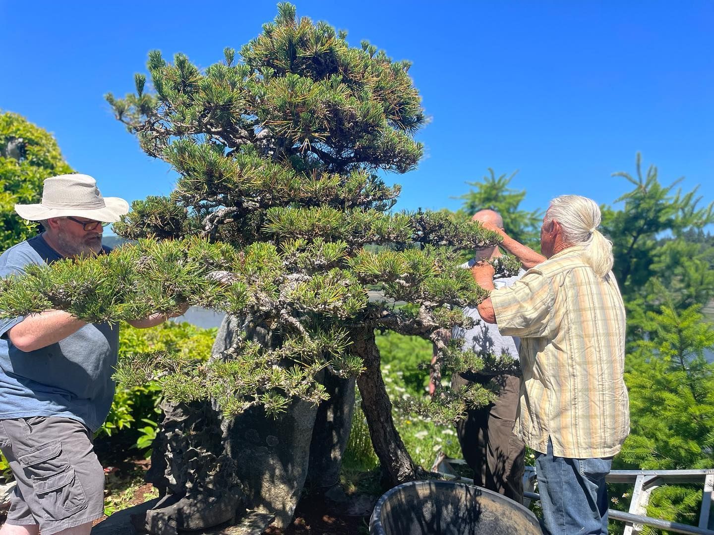 Two people pruning a large bonsai tree outdoors under a bright blue sky.