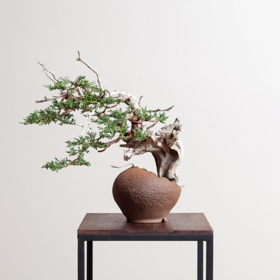 Bonsai tree in a round pot on a black table against a plain light background