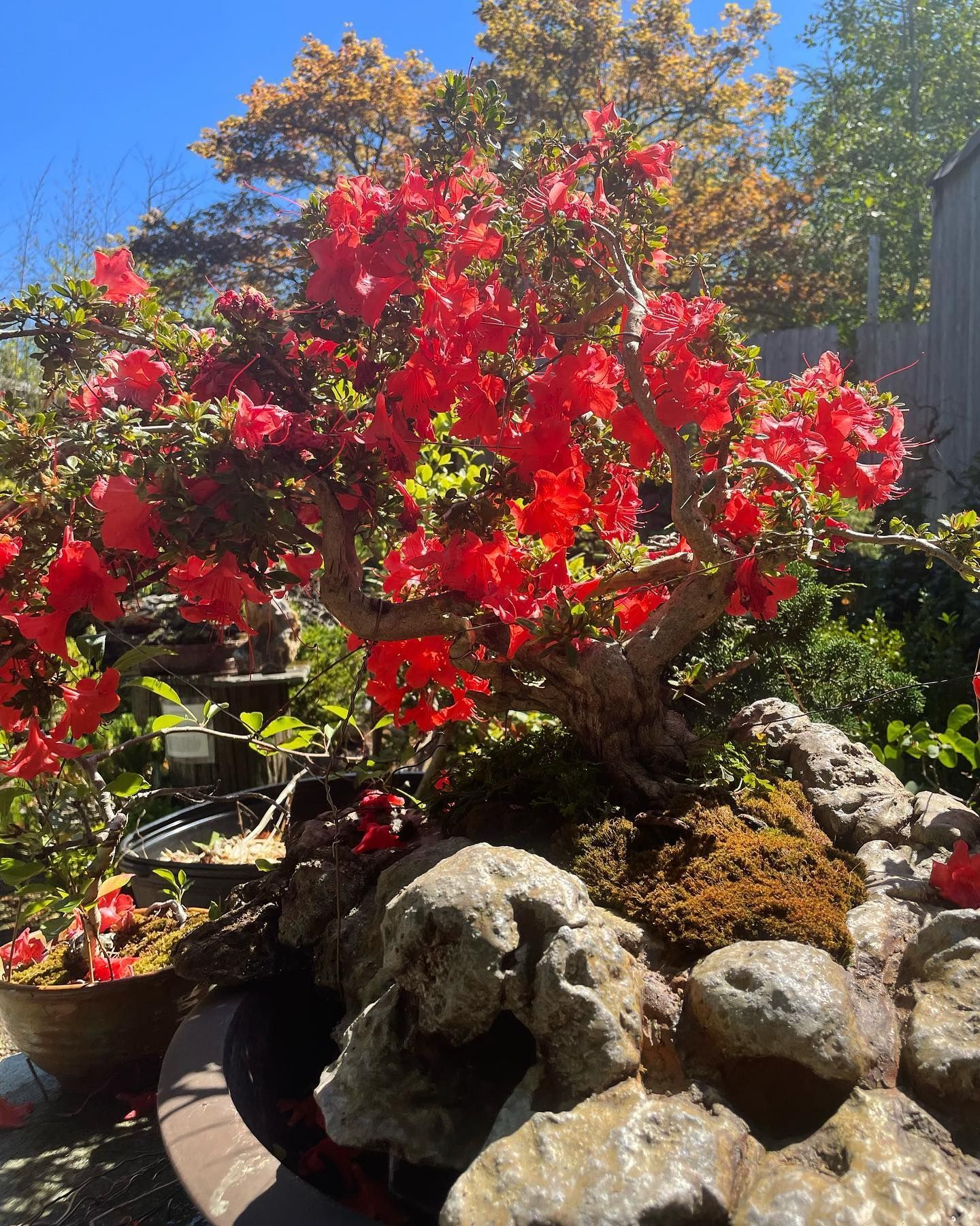 Bright red flowering bush beside rocks and a small pond in a sunny garden