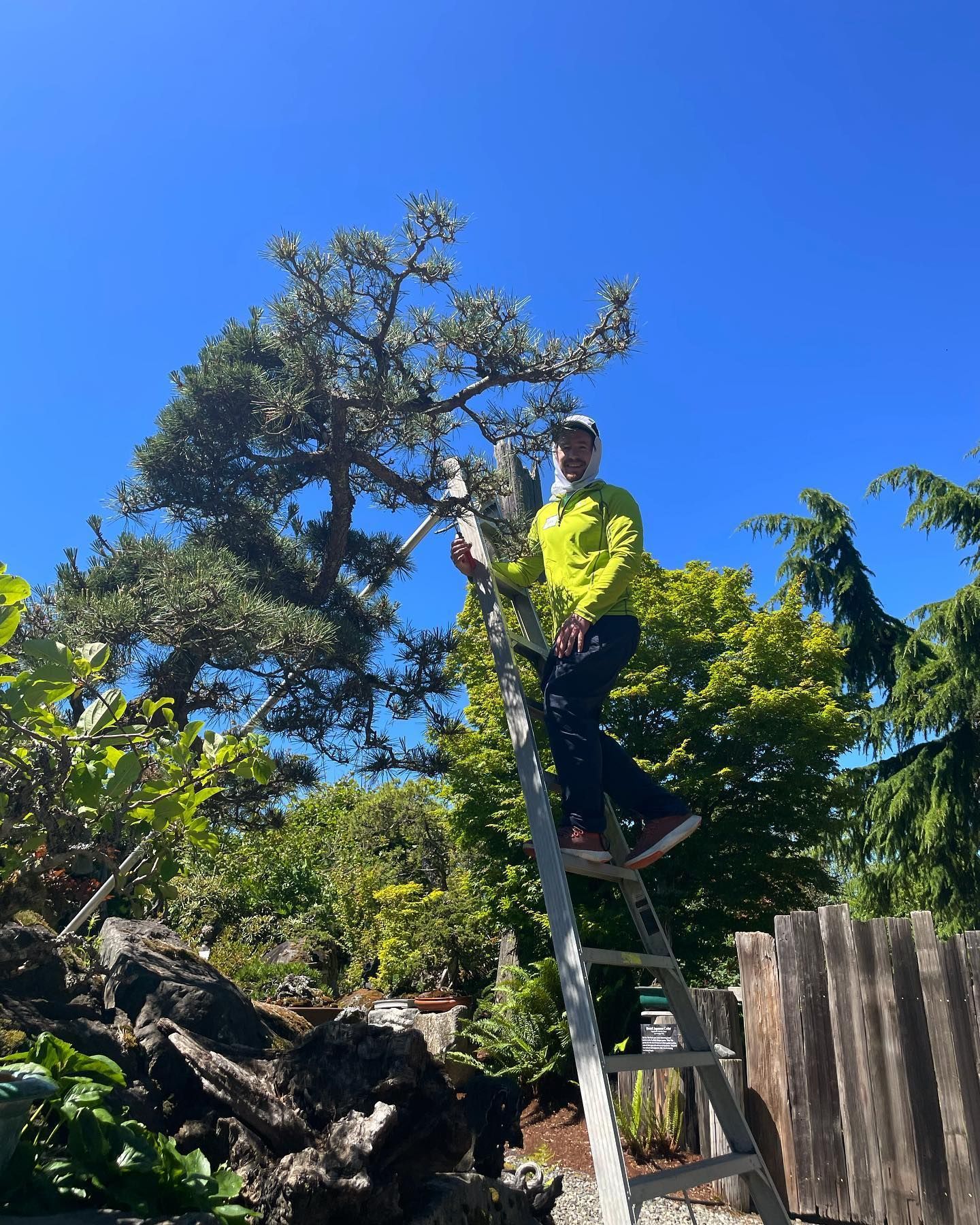 Person in a bright yellow jacket stands on a ladder trimming a tall tree under a blue sky.