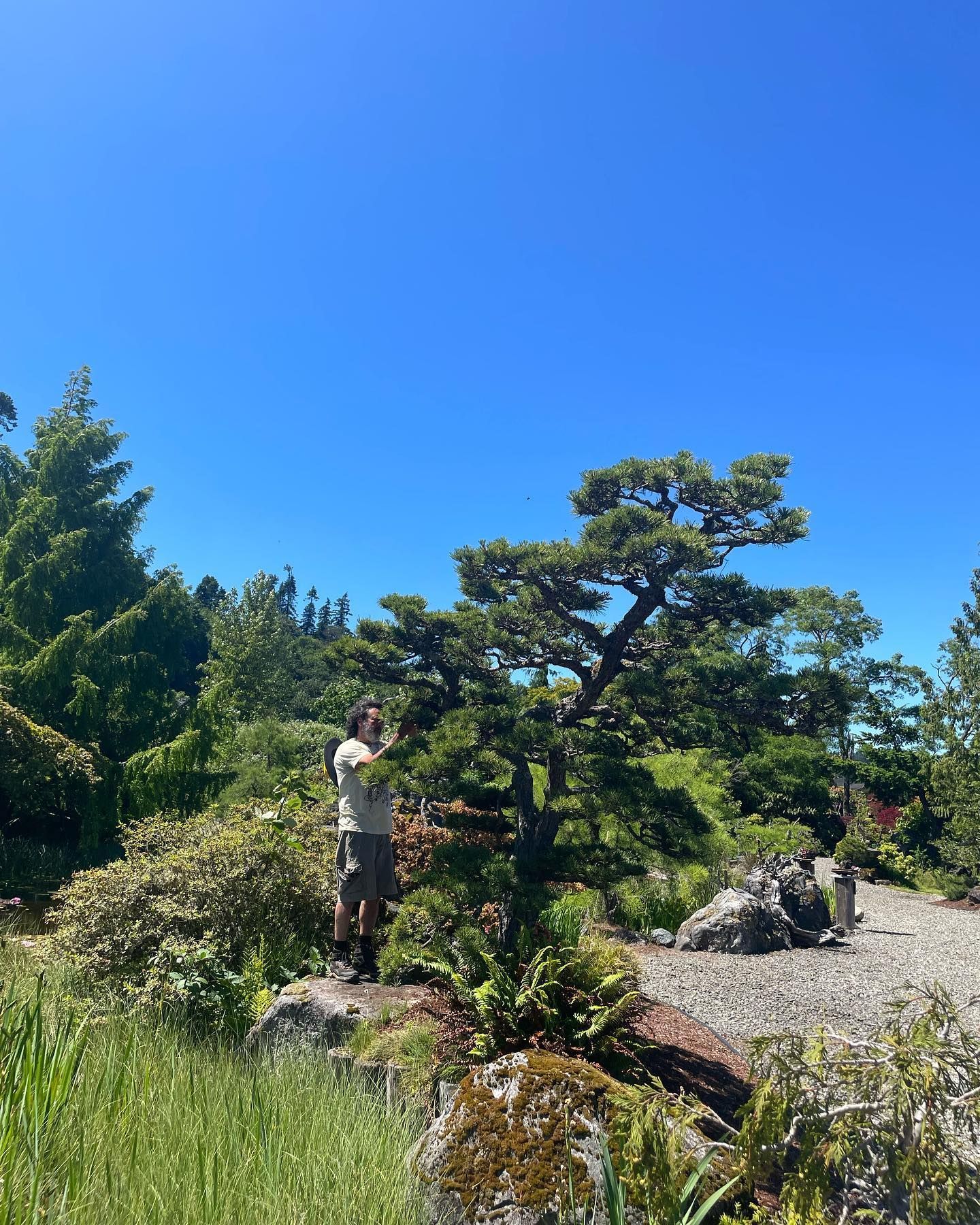 Person standing in a sunny garden beside a pruned pine tree under a clear blue sky