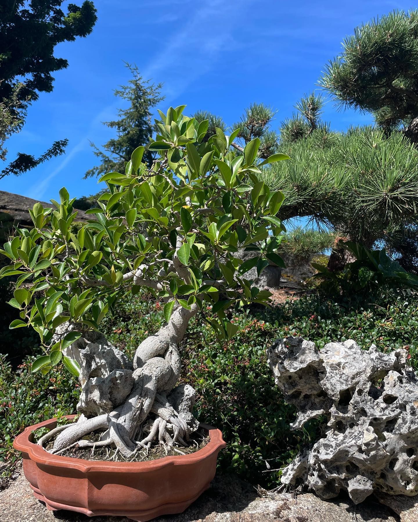 Potted bonsai tree with twisted roots in a garden under a bright blue sky