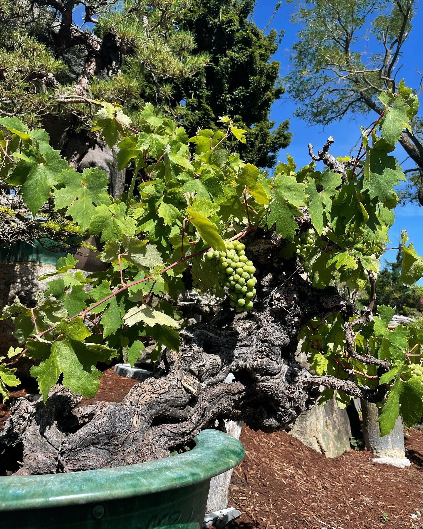 Green grape clusters on a vine growing over a rocky garden wall under a blue sky