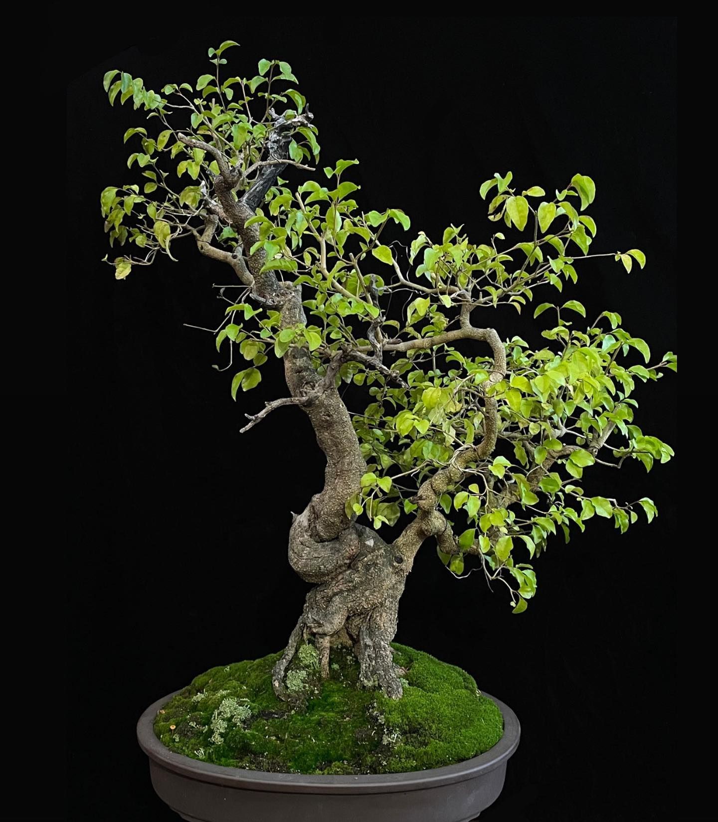 Small bonsai tree with green leaves in a shallow round pot against a black background