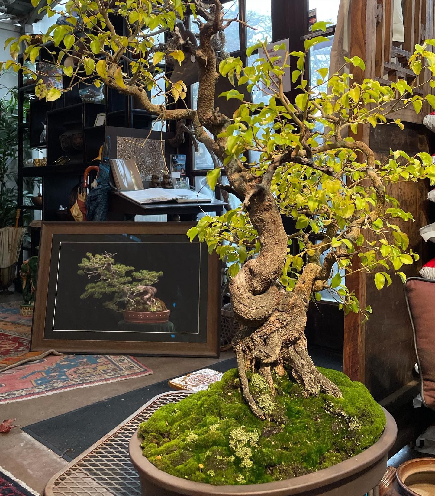 Potted bonsai tree with moss in a rustic indoor shop or gallery setting