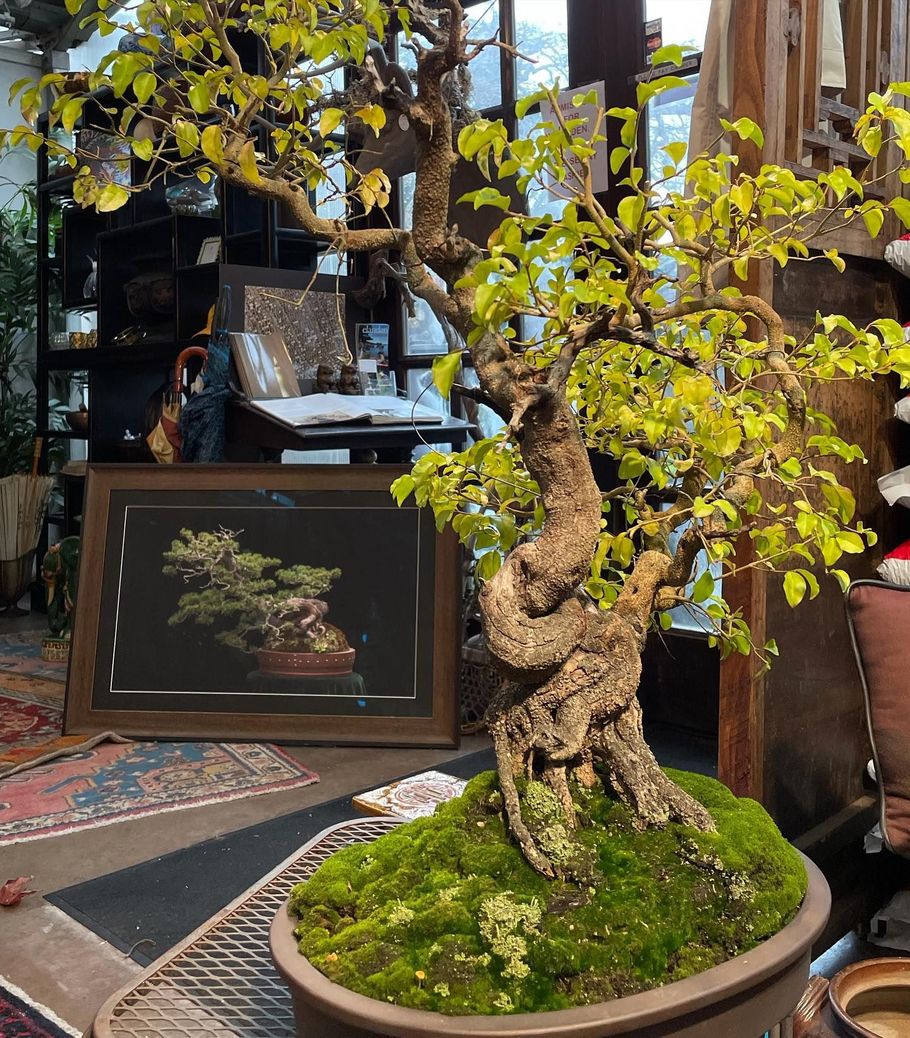 Potted bonsai with moss in a gallery or shop, framed art and plants in the background