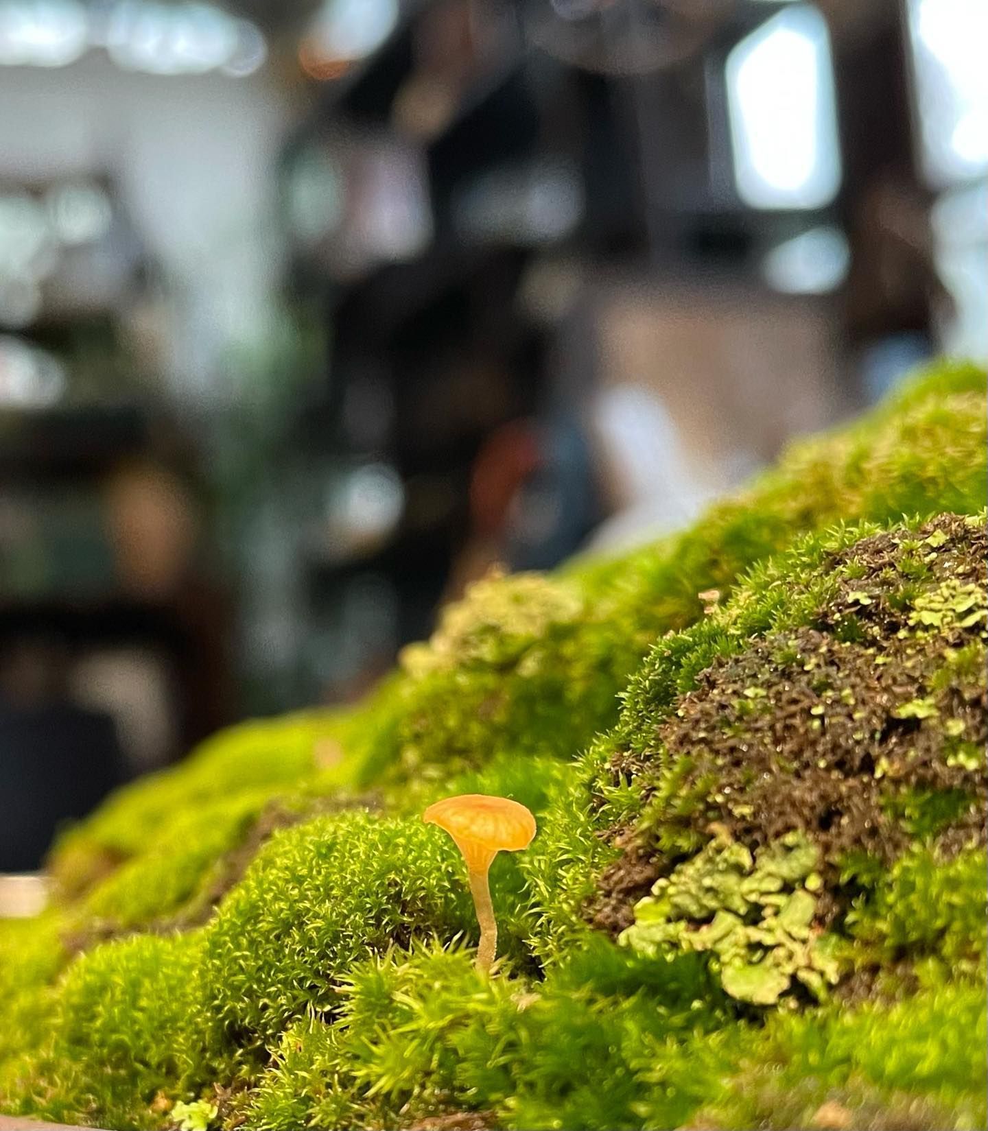 Tiny orange mushroom on bright green moss with blurred indoor background