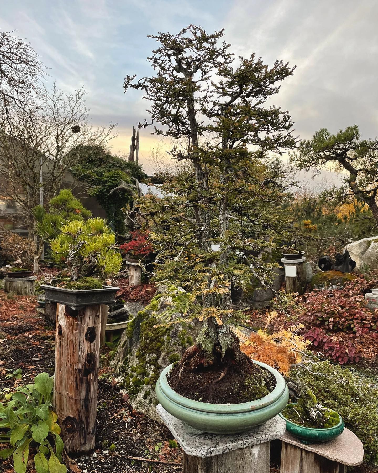 Potted bonsai tree in a garden, with a cloudy sky and other plants in the background.