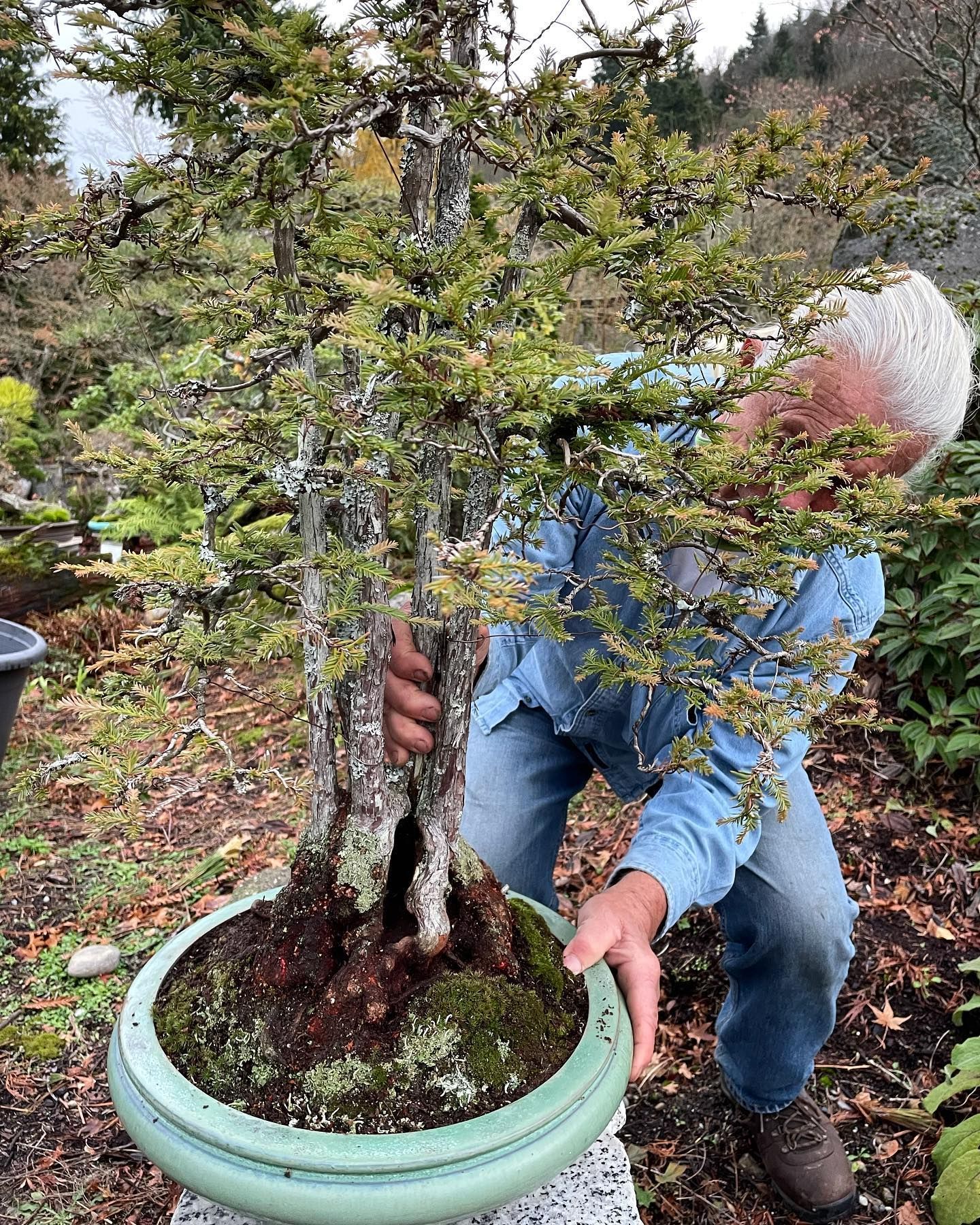Person repotting a small tree into a green planter outdoors