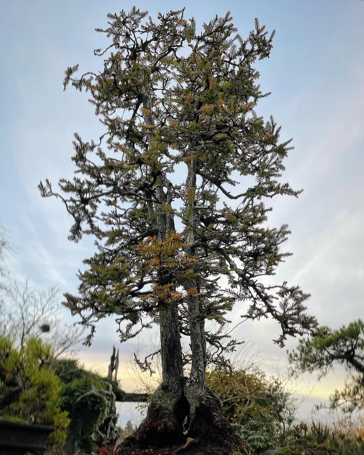 Tall evergreen tree with sparse branches against a cloudy sky in a grassy landscape