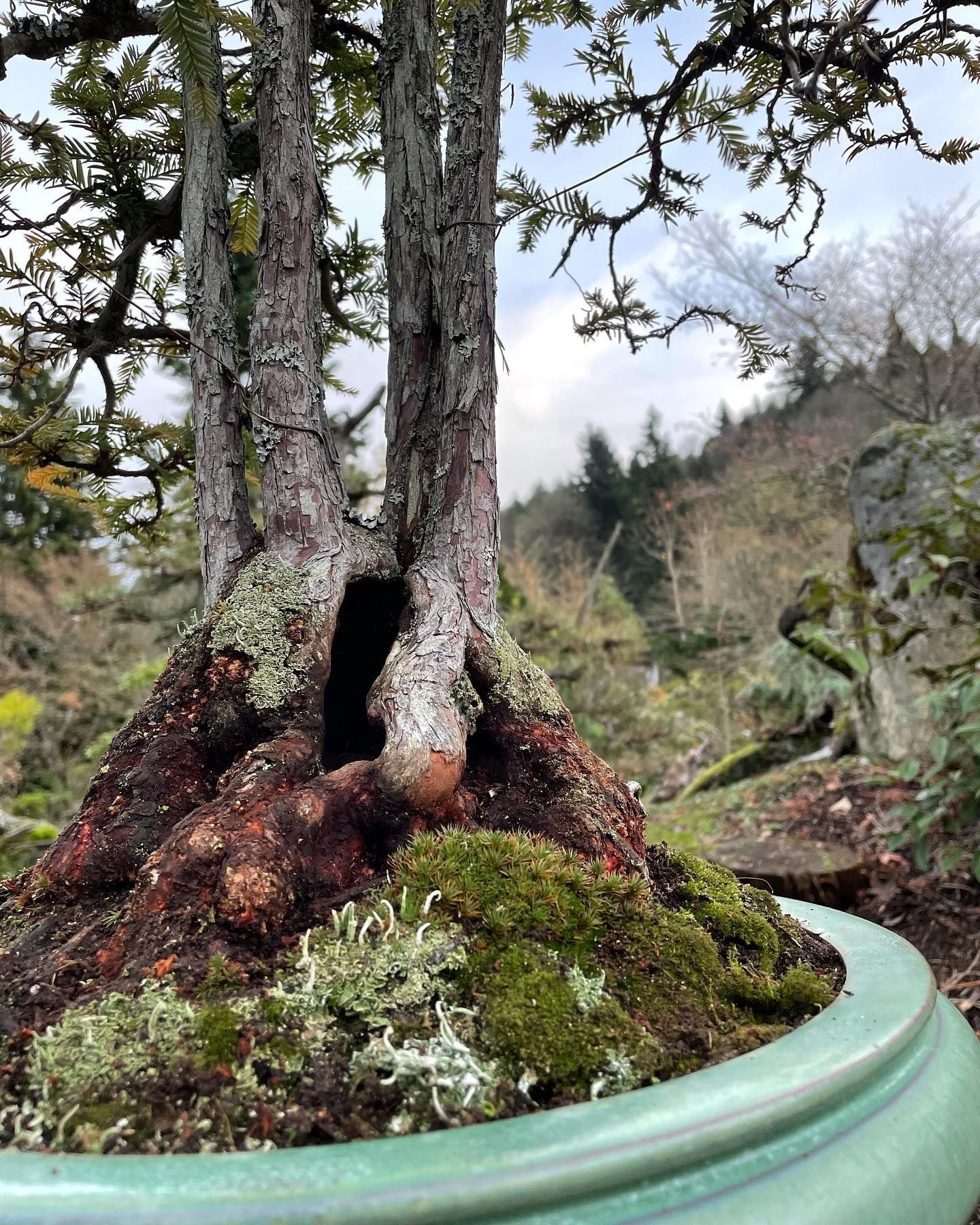 Twisted tree trunk in a green planter with moss and small plants, against a cloudy outdoor hillside.