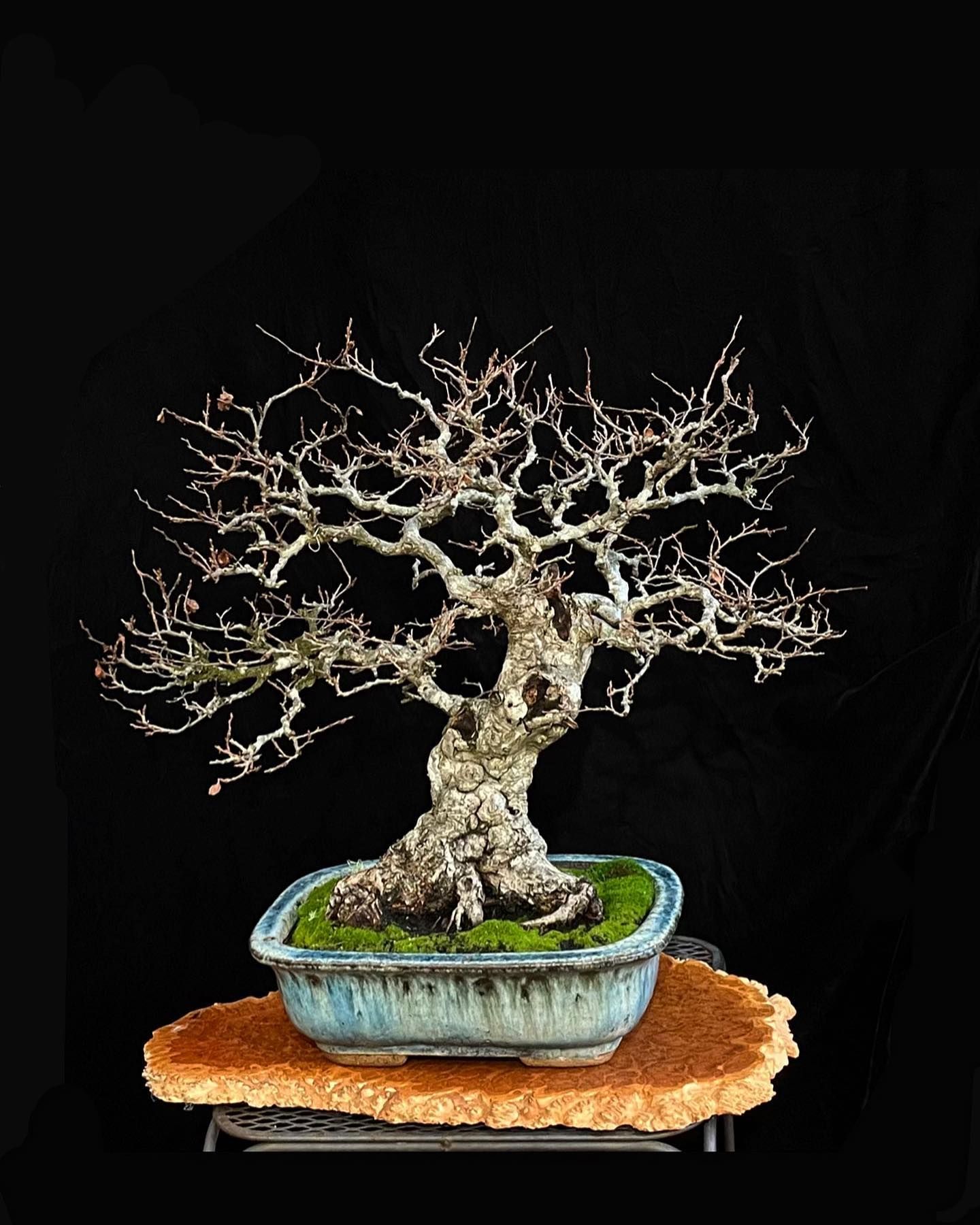 Leafless bonsai tree in a blue pot on a woven mat against a black background