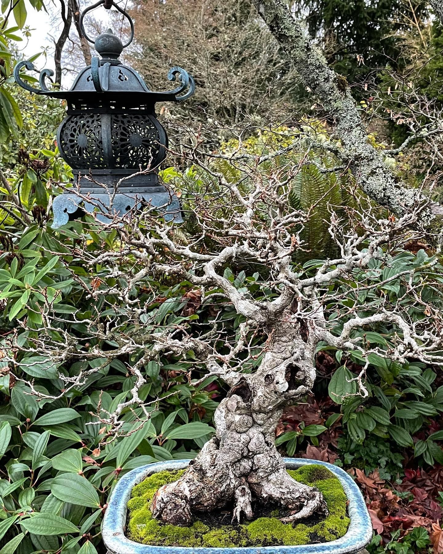 Twisted bonsai tree in a pot with green leaves, set outdoors in a garden beside a lantern