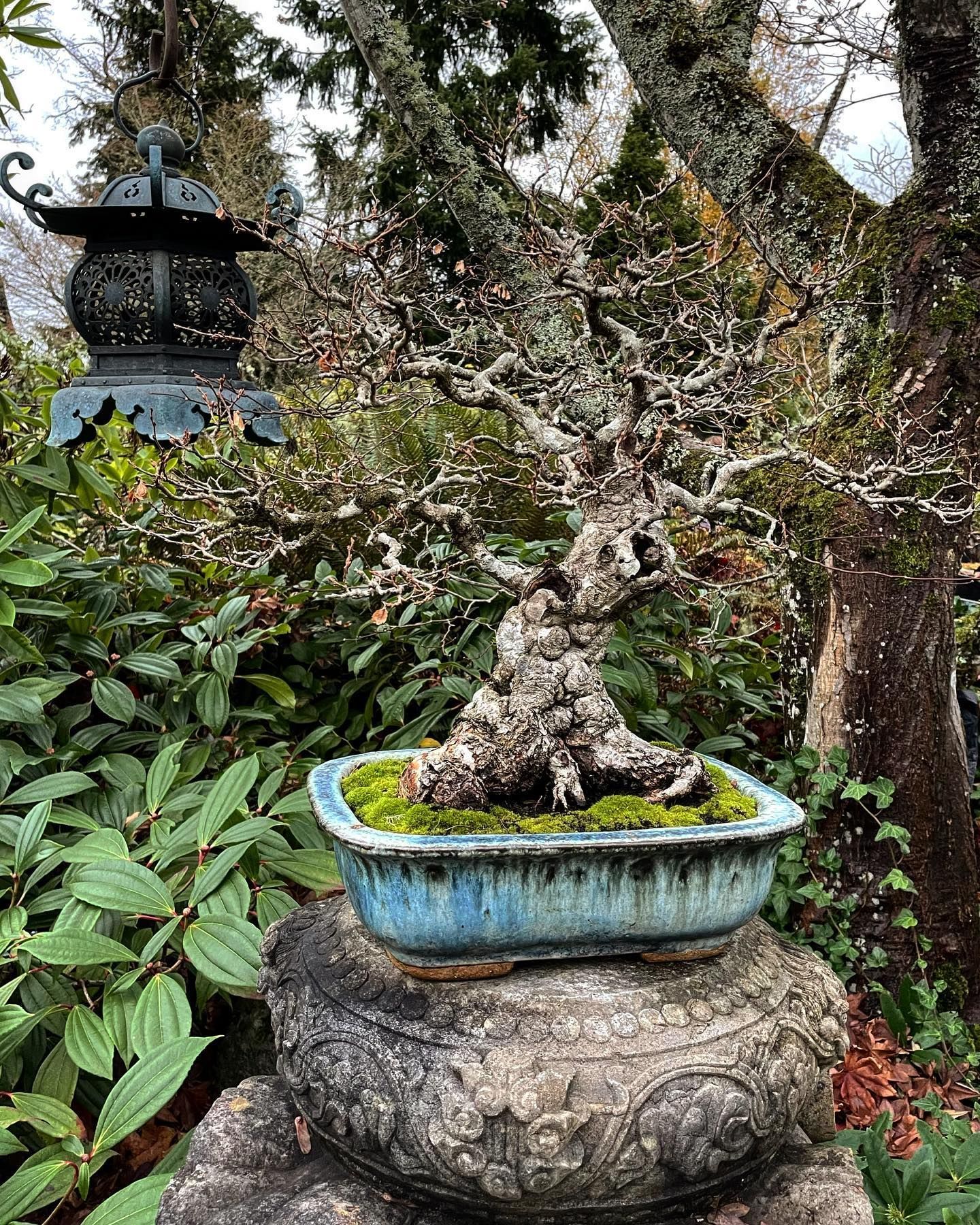 Small bonsai tree in a blue pot on a stone pedestal in a garden