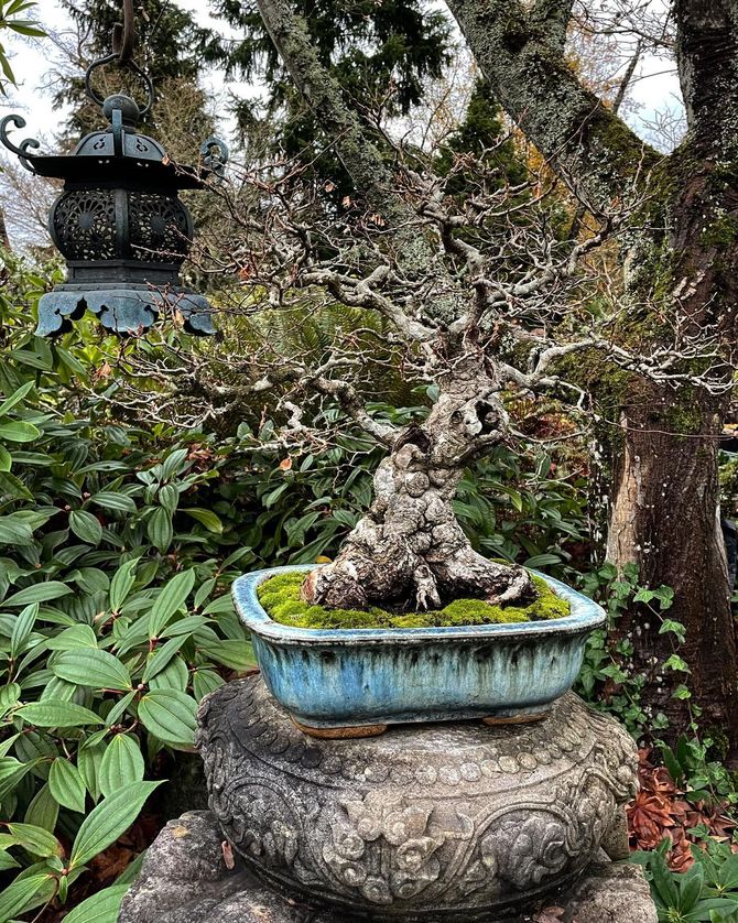 Bonsai tree in a blue pot on a stone pedestal in a garden, with lush greenery and a lantern nearby.