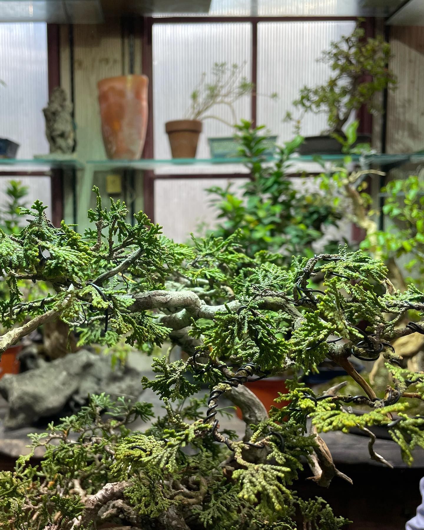 Potted bonsai trees and greenery displayed on shelves in a greenhouse