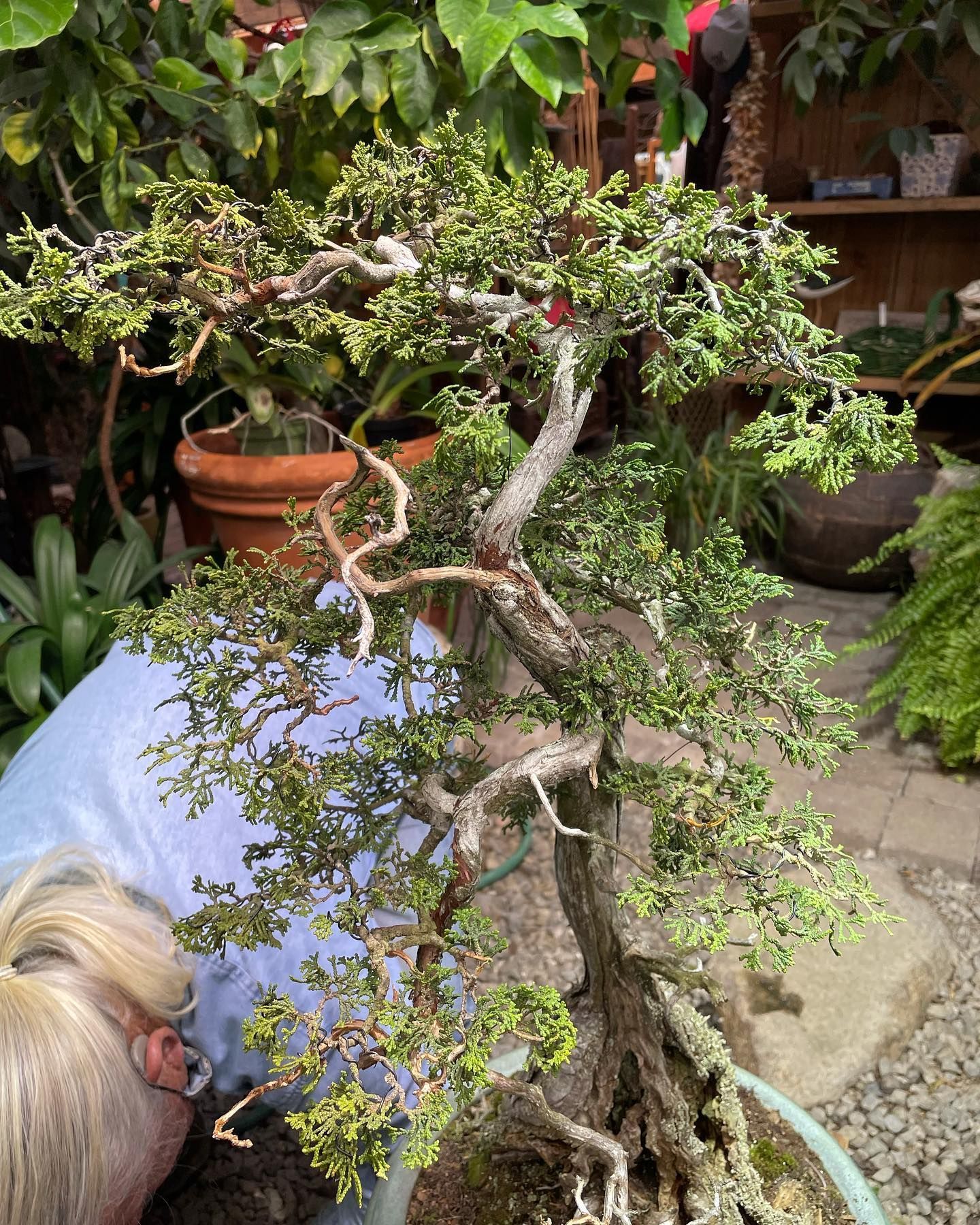 Potted bonsai tree with twisted trunk in a garden, with a person bending over it