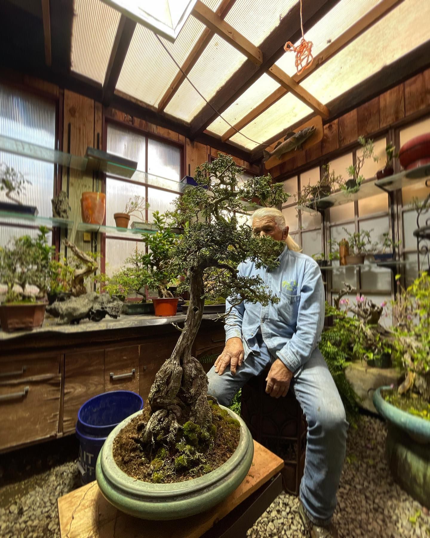 Person tending a bonsai tree in a bright greenhouse workspace