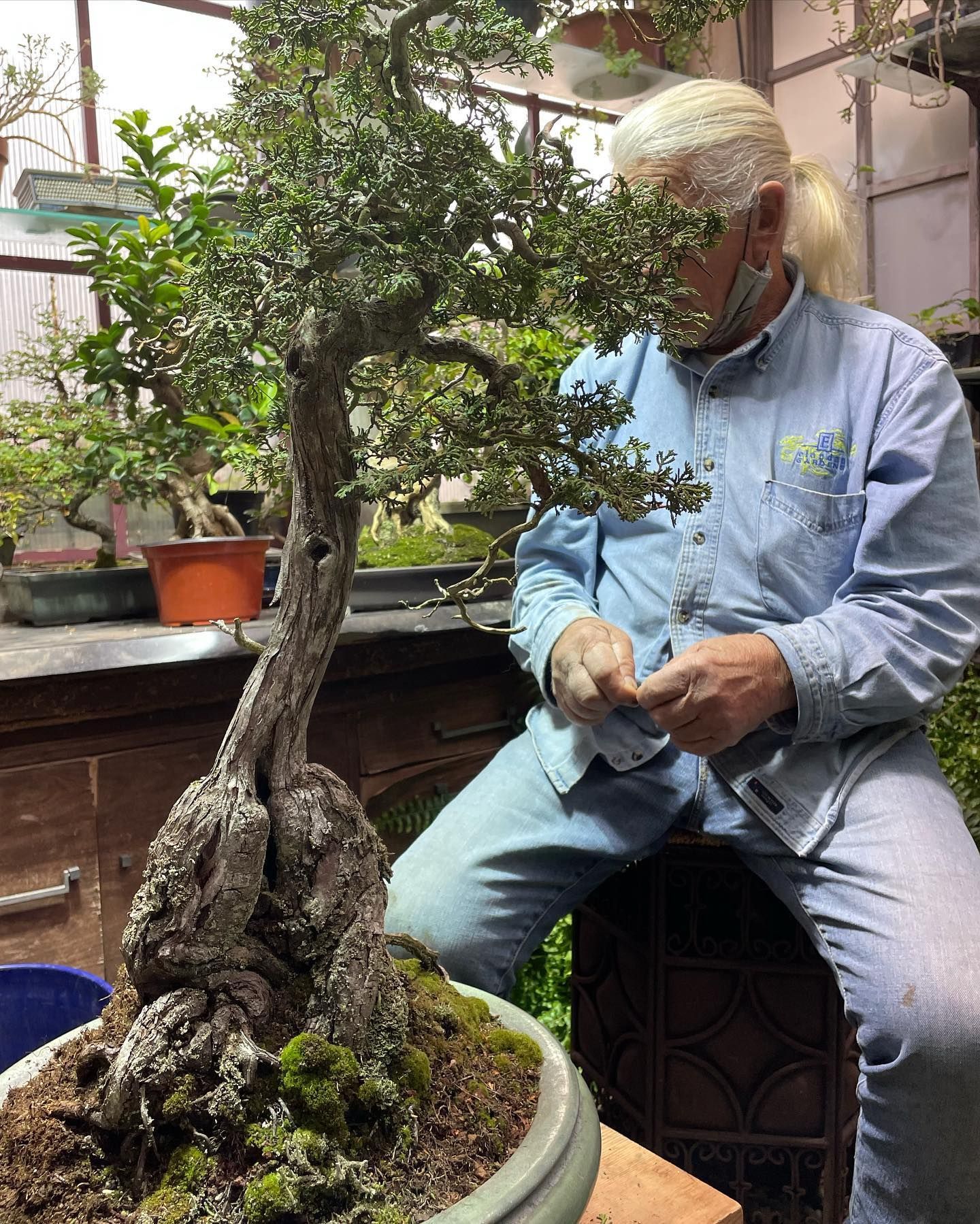 Person trimming a bonsai tree in a workshop, beside a large potted plant.