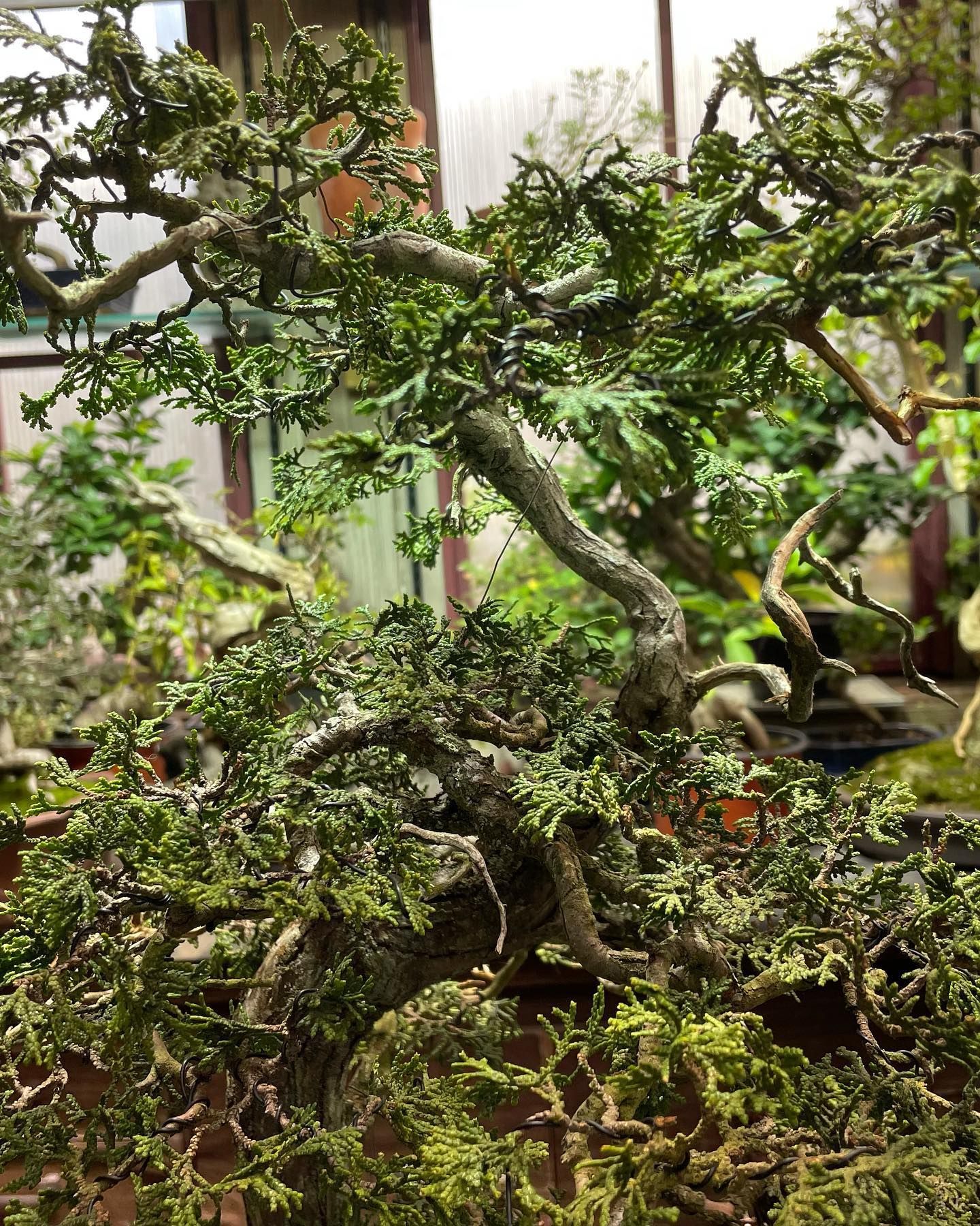 Bonsai tree with dense green leaves in a garden setting