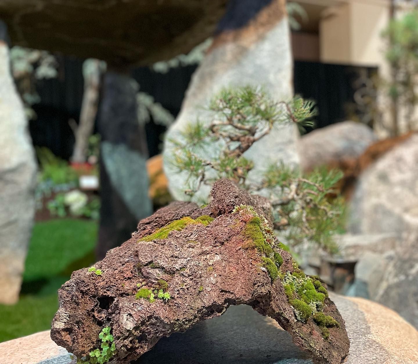 Small bonsai tree growing from a rugged reddish-brown rock in a garden setting