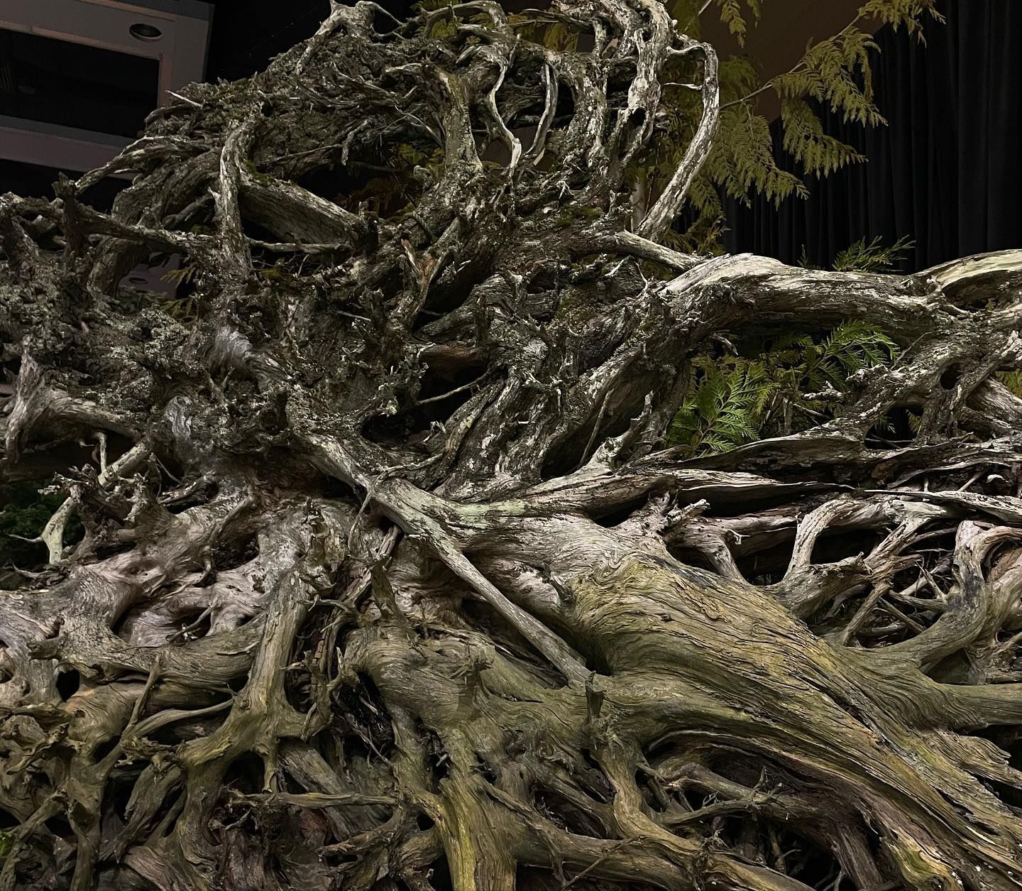 Twisted tree roots tangled together in a dark forest setting