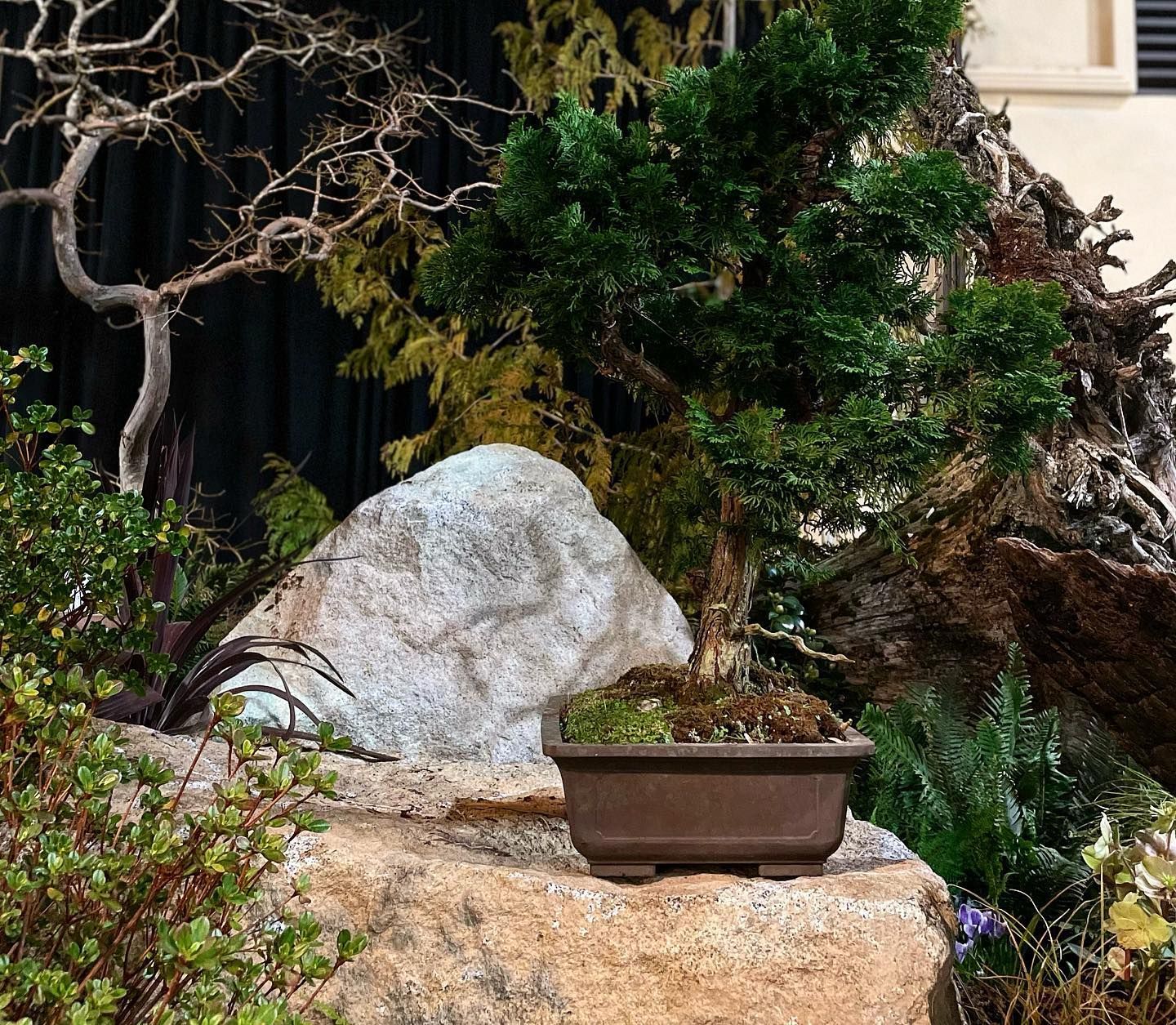Small potted bonsai on a stone ledge beside a large white rock and dense greenery