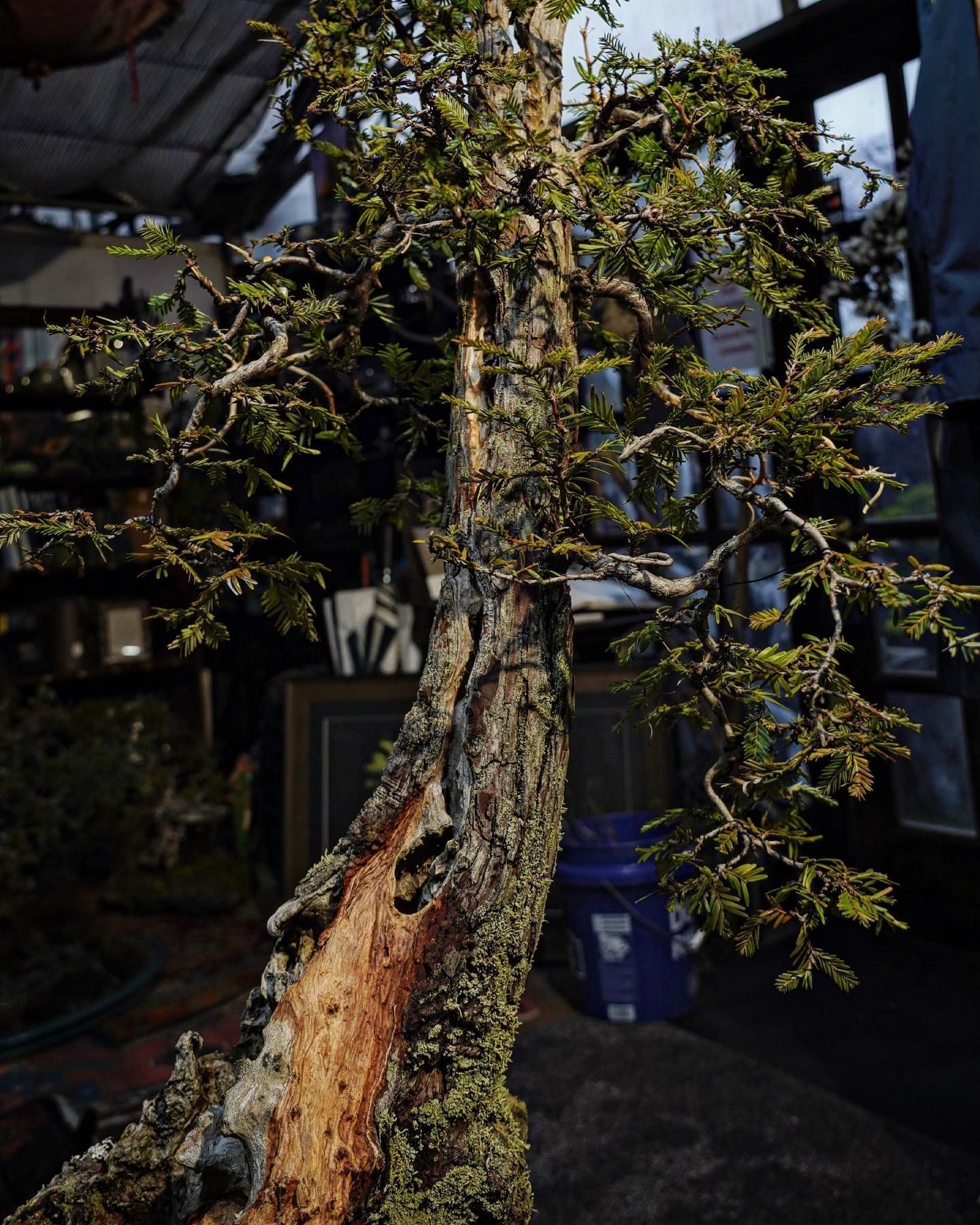 Tall, gnarled bonsai tree with a split trunk and sparse green leaves in a dim workshop setting