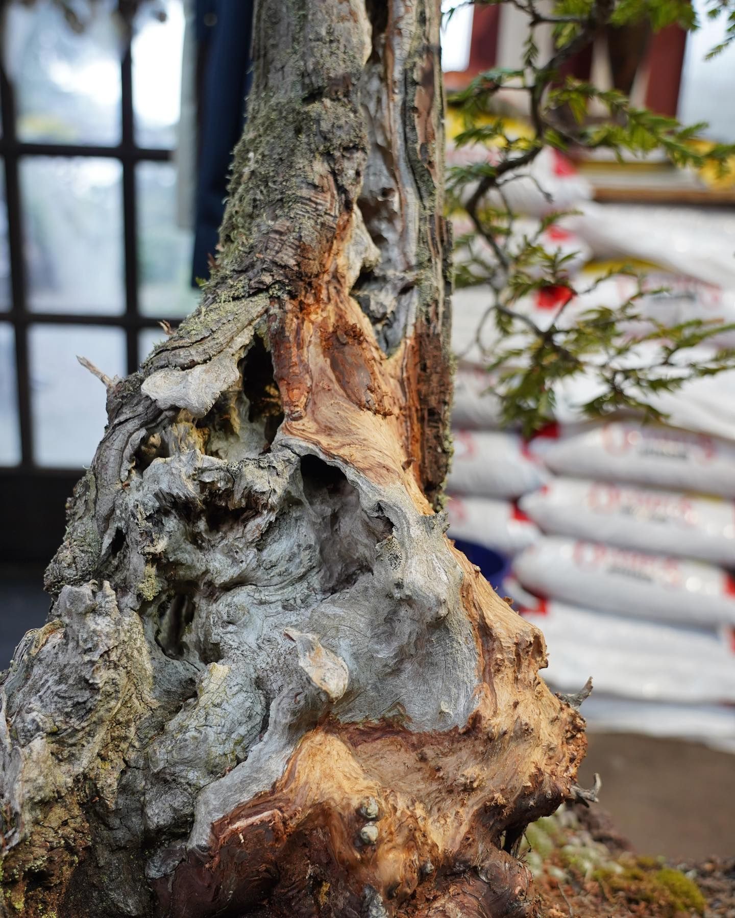 Close-up of a gnarled tree trunk with rough bark and a hollow, set against a blurred building backdrop
