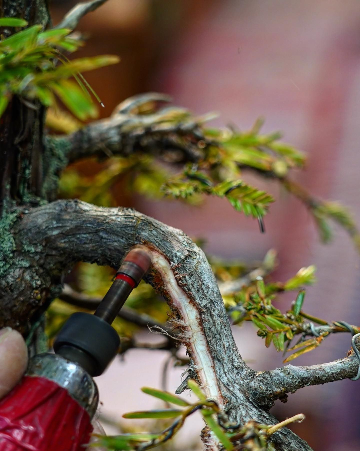 Close-up of hands wiring a bonsai branch with red-and-black bonsai wire pliers