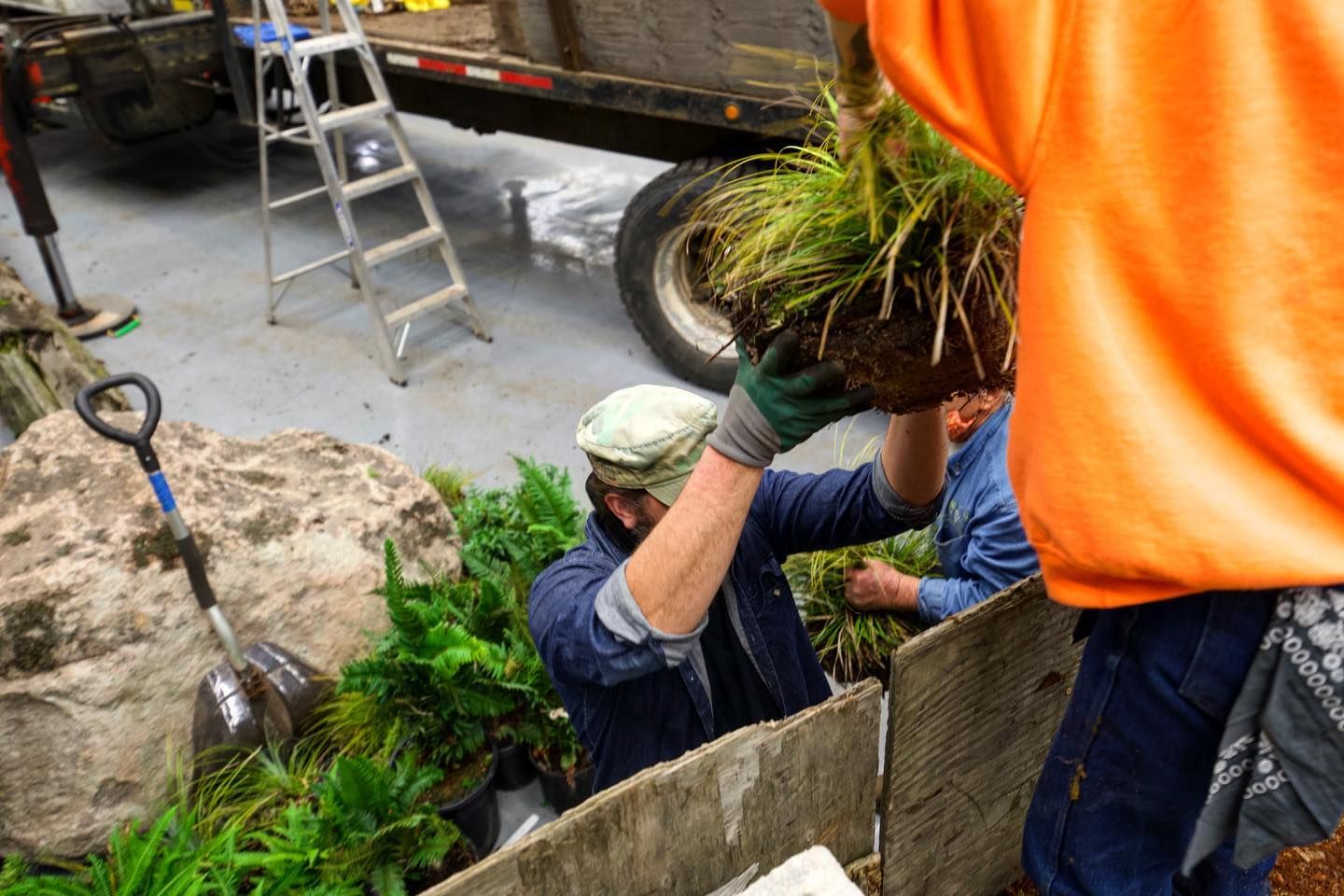 Workers loading a large potted plant into a truck using a ladder and rope beside a stone wall