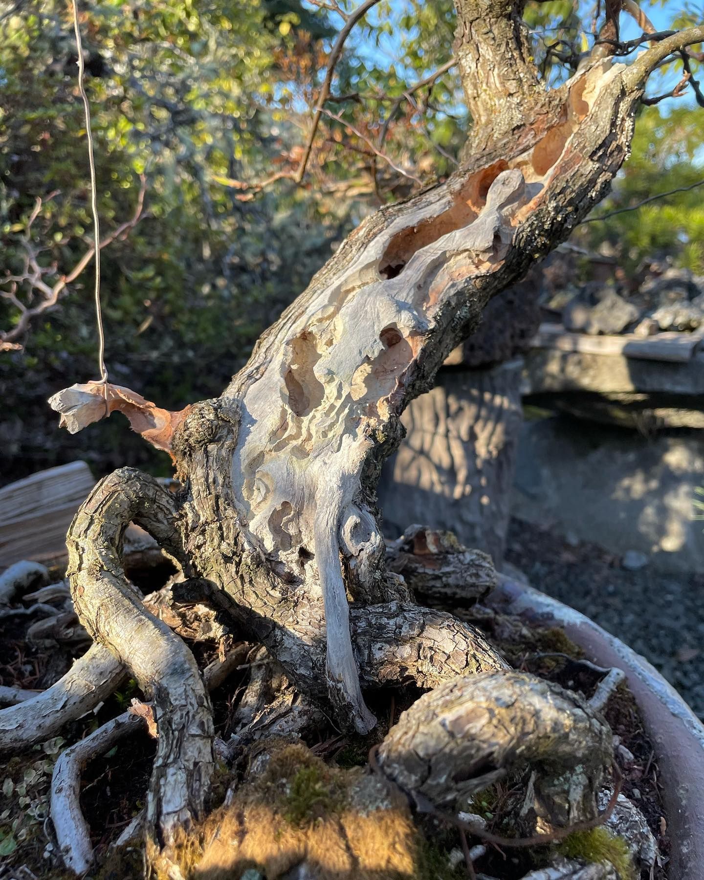 Twisted bonsai tree trunk with exposed roots in a pot, outdoors in sunlight