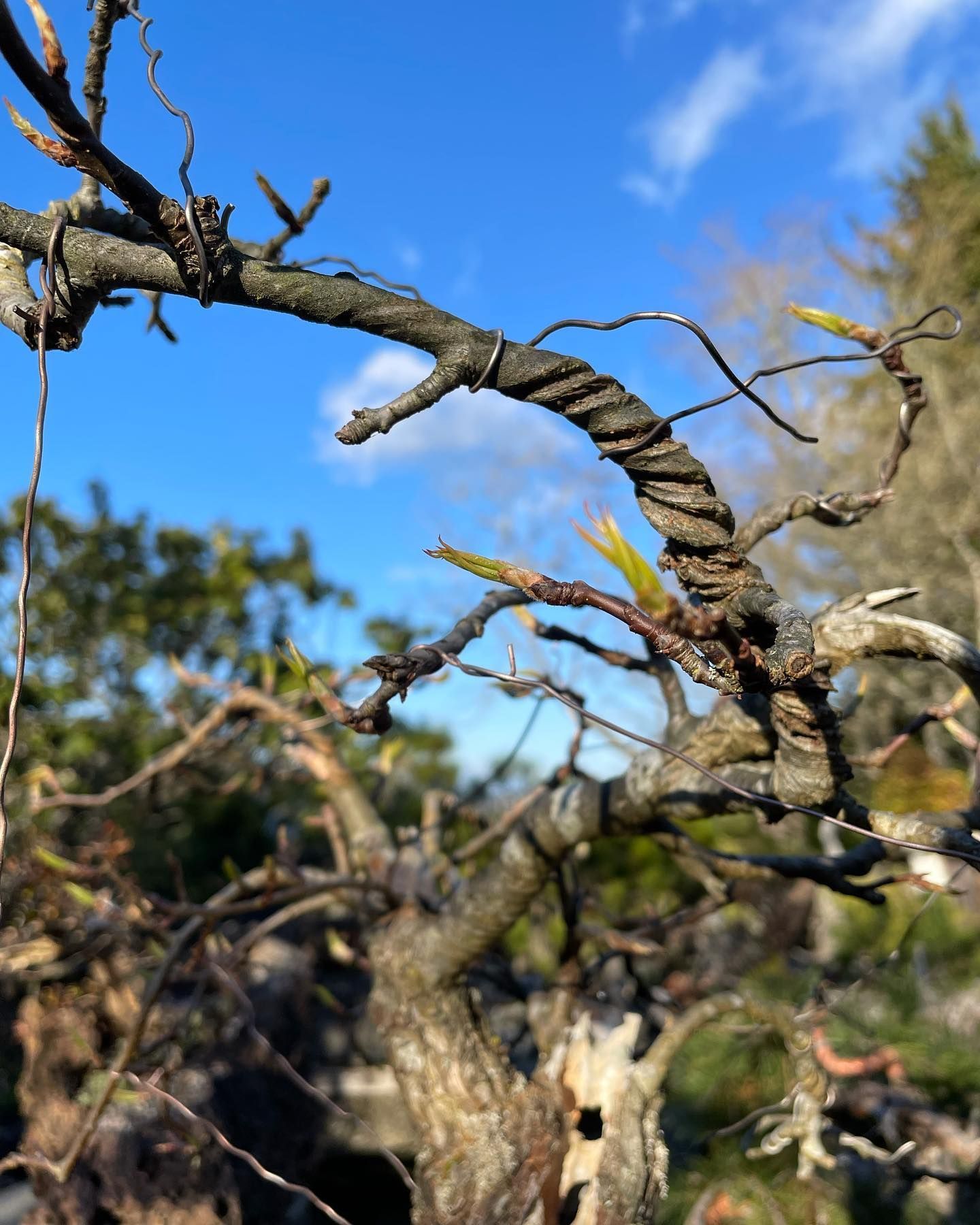 Twisted tree branches against a bright blue sky with green foliage in the background